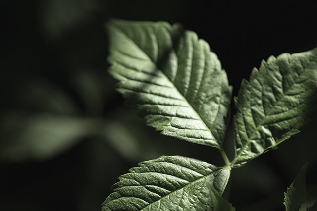 前10抗癌中草药排名