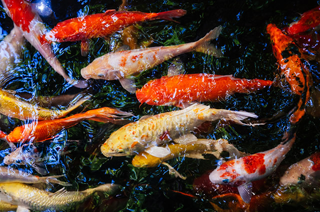 琼海特色美食排行榜 白斩加积鸭排行第一,琼海椰奶炒冰清补凉上榜