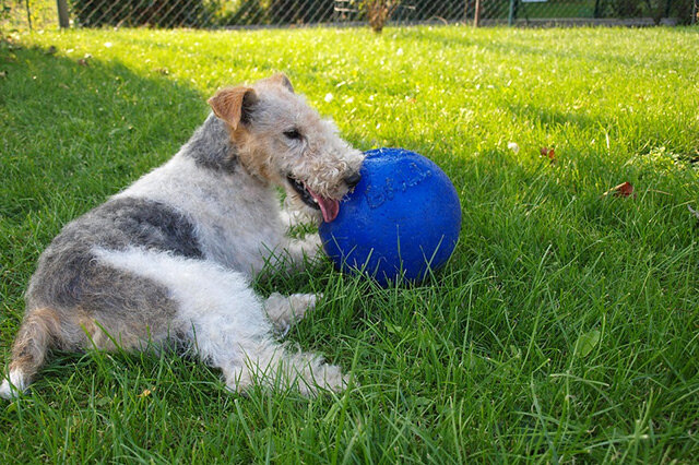 梗类犬有哪些 约克夏梗排第一,西藏梗上榜