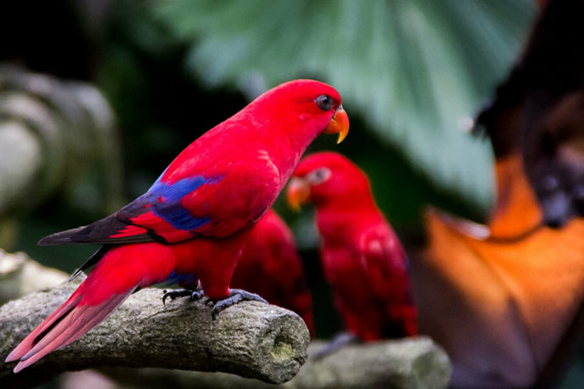 自然界十大少见的红色动物口碑好的都有哪些