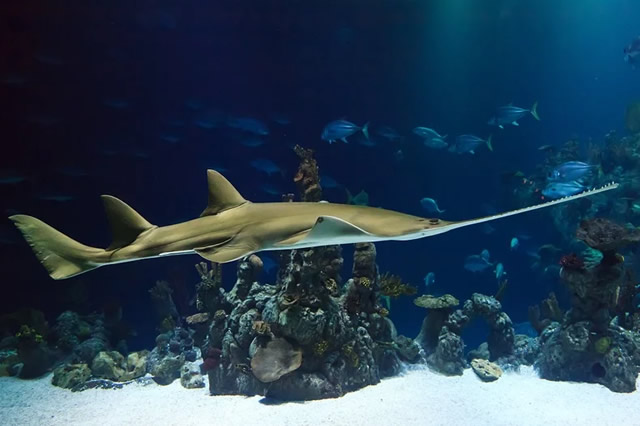 全球十大最丑海洋动物 水滴鱼排第一,斧头鱼上榜