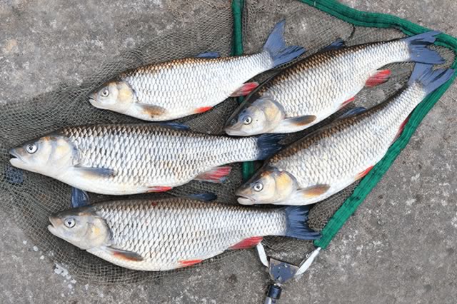 家常食用鱼有哪些 泥鳅上榜,第一是鲤鱼