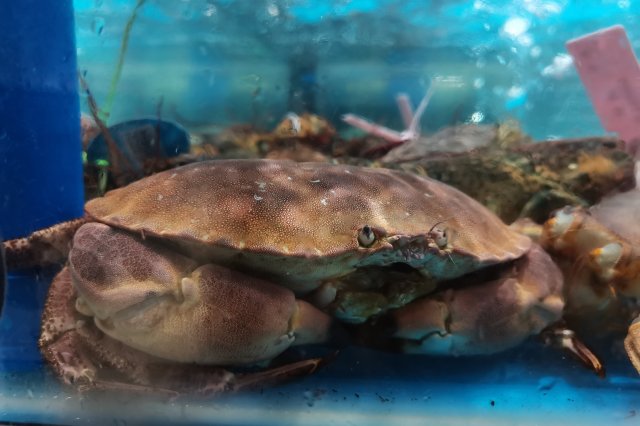 排行前十最大的螃蟹是什么品种
