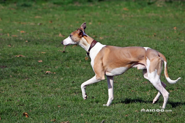 世界十大最好的狩猎犬最新人气排行榜单