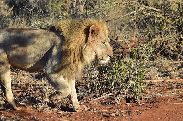 榜首已經滅絕 東非獅上榜,第一是巴巴里獅