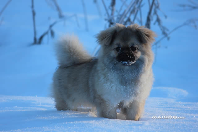 原产自中国出名的狗有哪些 排行第三的是松狮,西施犬上榜