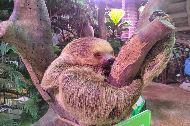 動物界最懶動物盤點 樹懶上榜,第一是考拉
