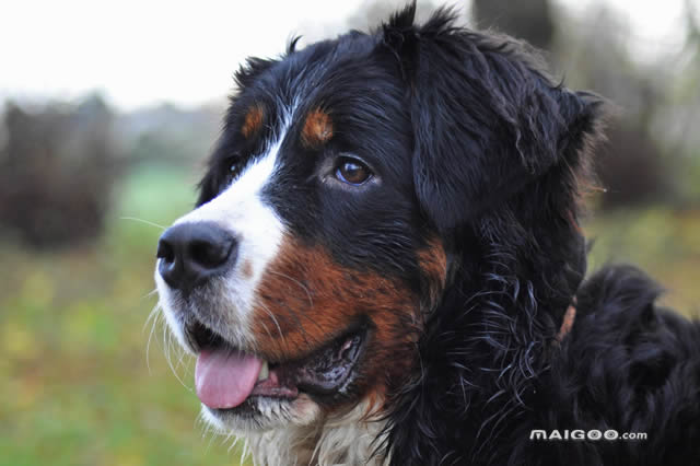 原产自美国出名的狗有哪些 黑褐猎浣熊犬上榜,第一是美国可卡犬