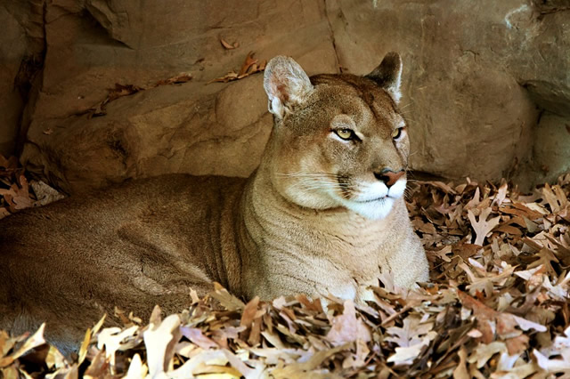 排行前十十大猛兽真实战斗力排行