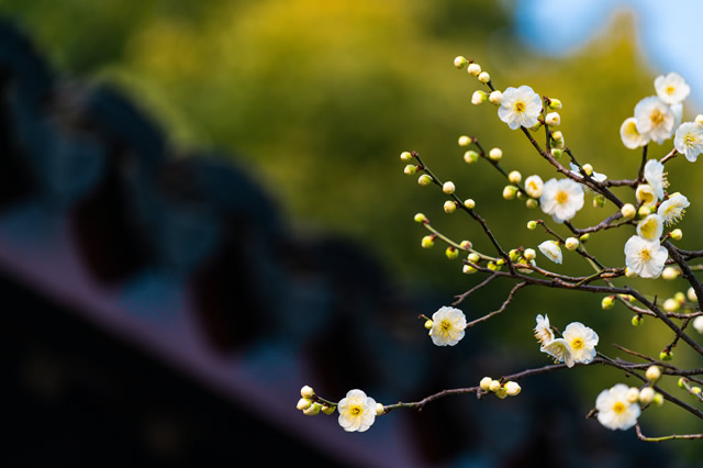 前10珠海看花好去处