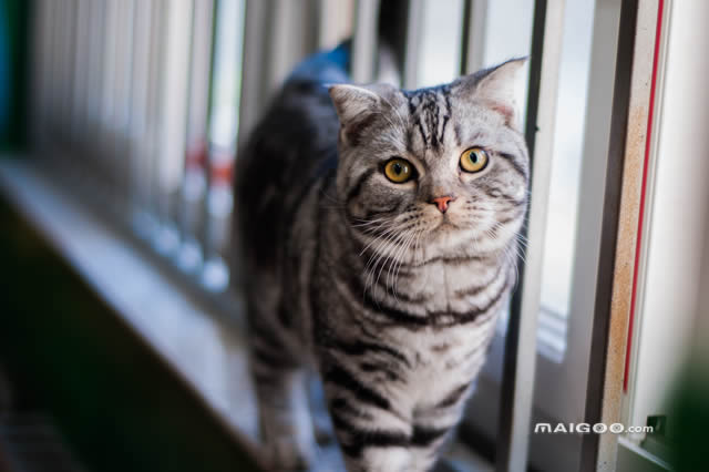 暹罗猫曾是皇宫贵族 排行第三的是暹罗猫,异国短毛猫上榜