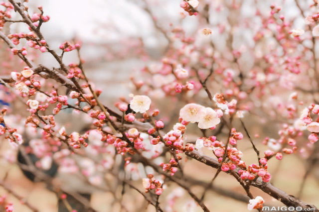 前10郑州清明节去哪里玩好