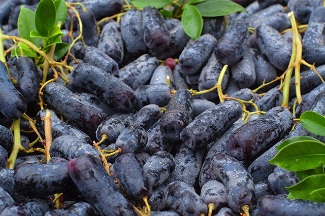 人气榜单前十最好吃的葡萄种类排名