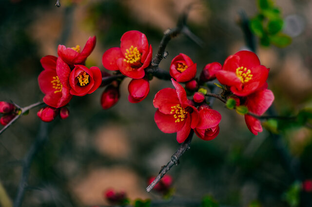 人气榜单前十什么花是中国罕见的花