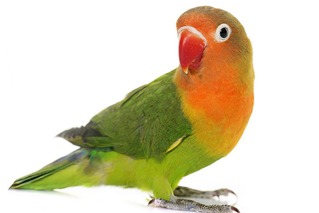 人气榜单前十十种拥有绿色羽毛的鸟