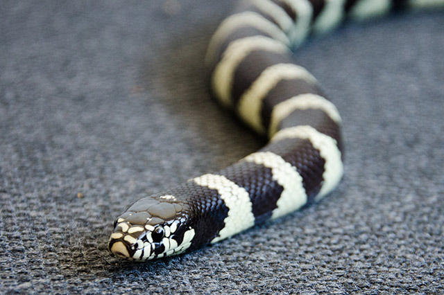 中國的毒蛇排名 金環蛇上榜,第一是銀環蛇