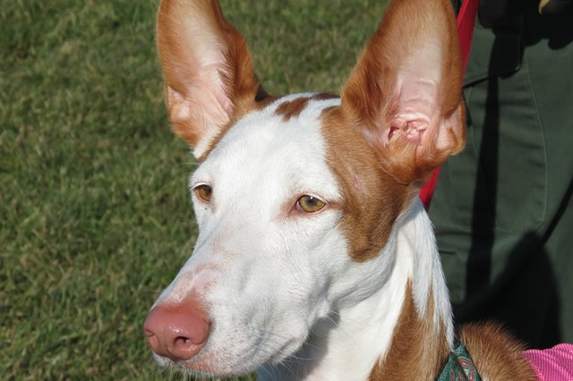 前10西班牙本土特有犬种盘点