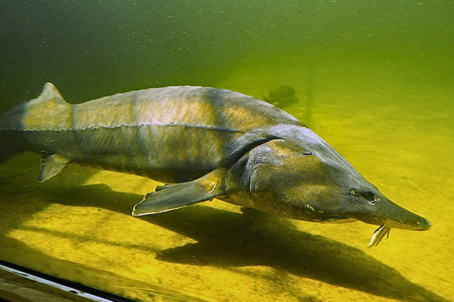 排行前十世界十大最稀有的鱼