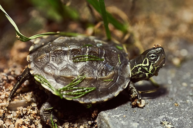 凹甲陆龟仅排第二上榜的有： 印度星龟凹甲陆龟折背龟