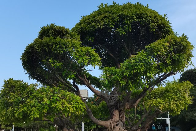 排行前十城市绿化最漂亮的树种