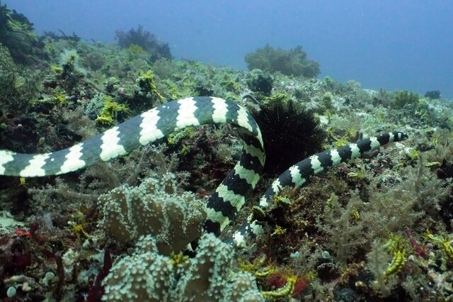 世界十大最毒的海蛇名单汇总一览表