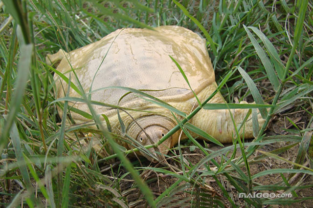 前10山西运城特产有哪些