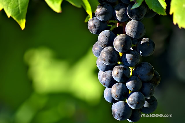 前10中国最好的葡萄产地是哪里