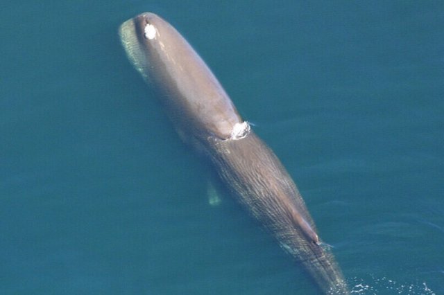 十大十种体型最大的鲸鱼