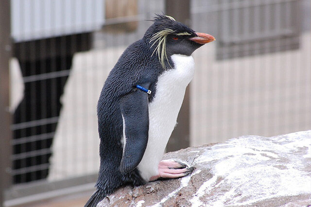 最看重爱情的鸟 北跳岩企鹅上榜,第一是天鹅