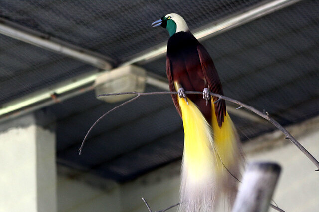 排行前十十种羽毛最长的鸟