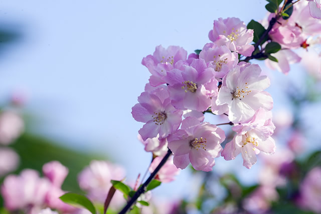 前10蚌埠春季踏青赏花的地方