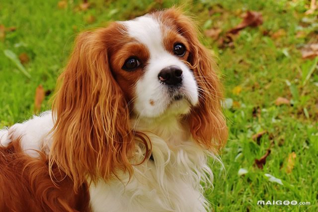 原产自西班牙出名的狗有哪些 蝴蝶犬上榜,第一是卷毛比雄犬