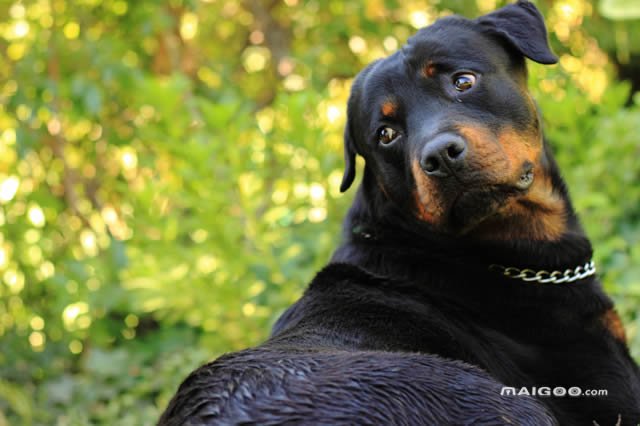 世界上最会看家的十大狗狗名单汇总一览表