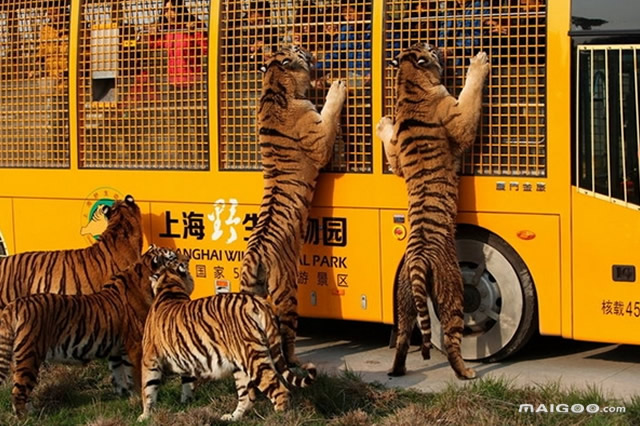 上海市浦东新区十大著名旅游景点 上海海昌海洋公园上榜,第一是上海之巅观光厅