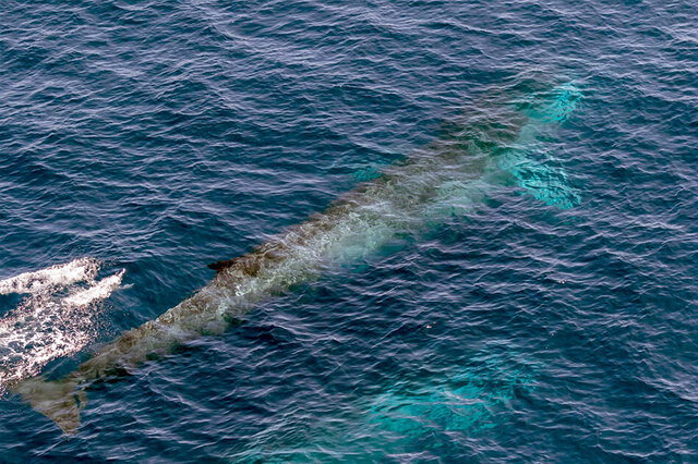十大十种体型最大的鲸鱼
