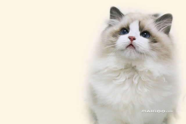長毛貓品種大全 臨清獅貓上榜,第一是波斯貓