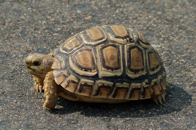 世界十大最难养殖的陆龟排行排名靠前的都有哪些