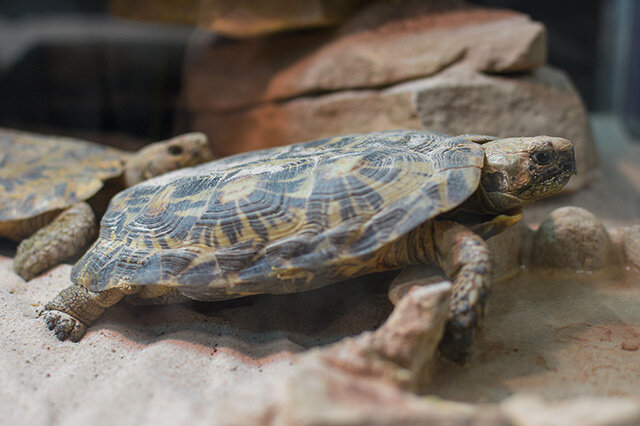 世界十大最难养殖的陆龟排行排名靠前的都有哪些