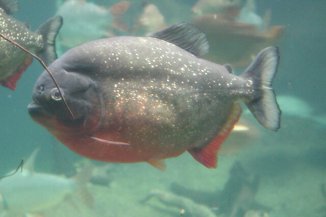 排行前十世界十大最稀有的鱼