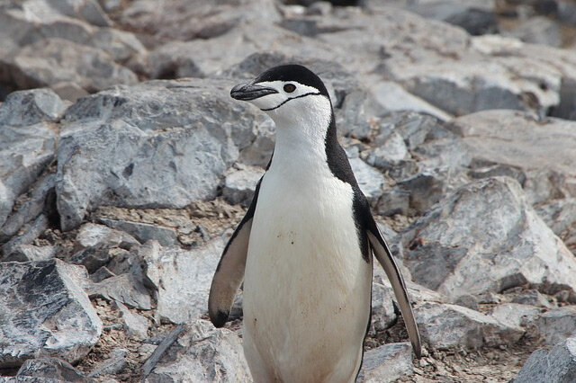 世界十大企鹅种类都有哪些