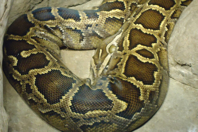 前10世界体形最大的十类蛇