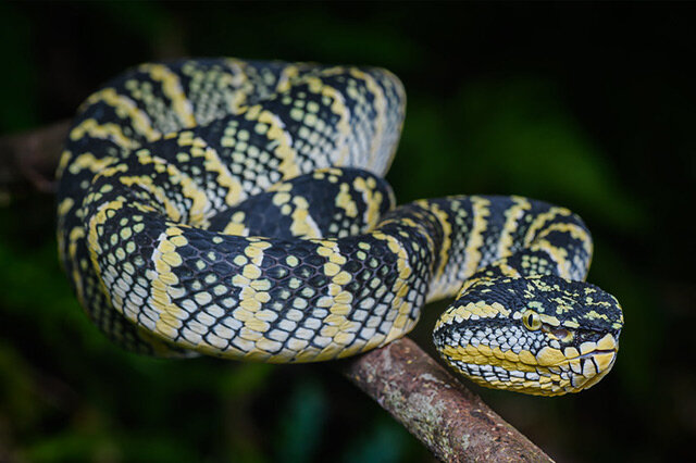 排行前十泰國最常見蛇類排名