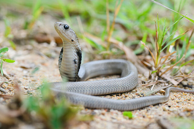 排行前十泰國最常見蛇類排名