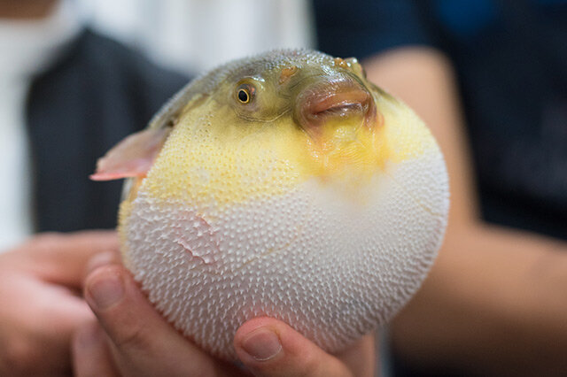 什么海洋动物最危险 上榜,第一是澳大利亚箱形水母