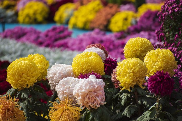 10种世界上最美的花 排行第三的是康乃馨,郁金香上榜