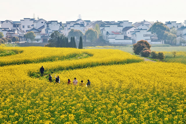 排行前十银川春季踏青赏花的地方