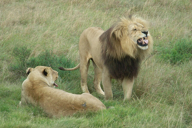 榜首已經滅絕 東非獅上榜,第一是巴巴里獅