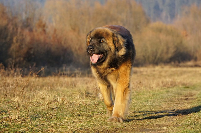 人气榜单前十德国本土特有犬种盘点