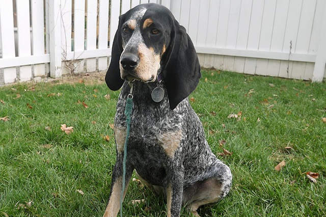 最适合男人养的犬种 巴哥犬排第一,阿拉斯加雪橇犬上榜