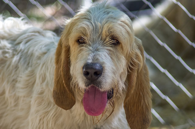 边境牧羊犬位居榜首上榜的有： 边境牧羊犬贵宾犬德国牧羊犬